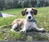 Finn, a Labrador Retriever and Boykin Spaniel mix tested with EmbarkVet.com