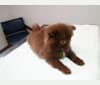 Brownie, a Pomeranian tested with EmbarkVet.com