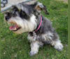 Maggie Mae a dog tested with EmbarkVet.com