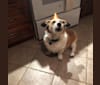 Bobby, a Beagle and Pomeranian mix tested with EmbarkVet.com