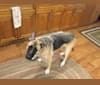 Charlie, a German Shepherd Dog and Akita mix tested with EmbarkVet.com