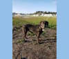 Tantoe, a Treeing Walker Coonhound and Labrador Retriever mix tested with EmbarkVet.com