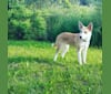 Photo of Eowyn, an Australian Shepherd, Australian Cattle Dog, Mountain Cur, German Shepherd Dog, and Mixed mix in Kentucky, USA