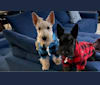 King, a Scottish Terrier tested with EmbarkVet.com