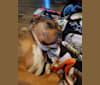 Kylo, a Boxer and Rottweiler mix tested with EmbarkVet.com