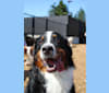 Denny, a Bernese Mountain Dog tested with EmbarkVet.com