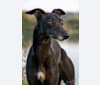 Babsan, a Whippet tested with EmbarkVet.com
