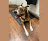 Kiara, an American Pit Bull Terrier and German Shepherd Dog mix tested with EmbarkVet.com