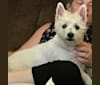 Tillie, a West Highland White Terrier and Bichon Frise mix tested with EmbarkVet.com