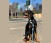 Andy, a Treeing Walker Coonhound and Redbone Coonhound mix tested with EmbarkVet.com