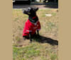 Nitro, a Chihuahua and Miniature Pinscher mix tested with EmbarkVet.com