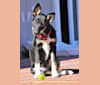 Lily, a Siberian Husky and German Shepherd Dog mix tested with EmbarkVet.com