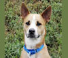 Ruger, an Australian Cattle Dog and Staffordshire Terrier mix tested with EmbarkVet.com