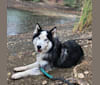 Jack, a Siberian Husky tested with EmbarkVet.com