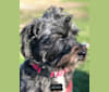 Echo, a Poodle (Small) and Chihuahua mix tested with EmbarkVet.com