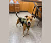 Campbell, a Rat Terrier and Beagle mix tested with EmbarkVet.com
