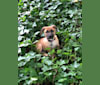 Cooper, a Chihuahua and Labrador Retriever mix tested with EmbarkVet.com