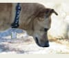 Tai, a Formosan Mountain Dog and Akita mix tested with EmbarkVet.com