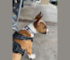 Teak, a Bull Terrier tested with EmbarkVet.com