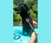 Ranger, a Labrador Retriever and Golden Retriever mix tested with EmbarkVet.com