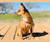 Figgy Smallz, a Miniature Pinscher and Chihuahua mix tested with EmbarkVet.com