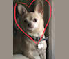 Joey, a Chihuahua and Pomeranian mix tested with EmbarkVet.com