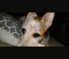 Elsa Bralynn Bailey, an Australian Cattle Dog and Mountain Cur mix tested with EmbarkVet.com