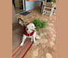 GMan, a Portuguese Water Dog tested with EmbarkVet.com