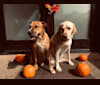 Kube, a Staffordshire Terrier and Labrador Retriever mix tested with EmbarkVet.com