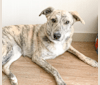 Callie, a Border Collie and Mountain Cur mix tested with EmbarkVet.com