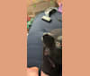 Elsa, a Chihuahua and Miniature Pinscher mix tested with EmbarkVet.com