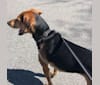 Jordan, a Treeing Walker Coonhound and Rottweiler mix tested with EmbarkVet.com
