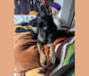 Photo of Charlie, a German Shepherd Dog, Bulldog, and Mixed mix in Yelm, Washington, USA