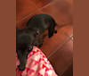 Tinks, an Italian Greyhound and Miniature Pinscher mix tested with EmbarkVet.com