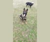 Photo of Bubbles Holtzapple von Wolfenguard, a German Shepherd Dog  in Fort Jennings, Ohio, USA