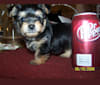Photo of Webster, a Yorkshire Terrier, Maltese, and Pomeranian mix in Cincinnati, Ohio, USA