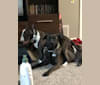 Stuart, a Bull Terrier tested with EmbarkVet.com