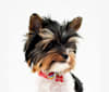 Moana, a Biewer Terrier tested with EmbarkVet.com
