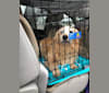 Photo of Jericho, a Golden Retriever, Shih Tzu, and Dachshund mix in New York, New York, USA