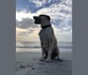 Photo of Murray Potatoes, an American Pit Bull Terrier, Chow Chow, and Mixed mix in Largo, Florida, USA
