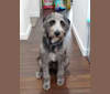 Maggie Mae, a Poodle (Standard) and Mountain Cur mix tested with EmbarkVet.com