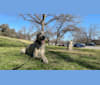 Shields, an Irish Wolfhound tested with EmbarkVet.com