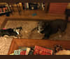 Hudson, a Catahoula Leopard Dog and German Shepherd Dog mix tested with EmbarkVet.com