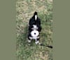 Drake, a Bernese Mountain Dog and Poodle (Small) mix tested with EmbarkVet.com