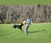 Photo of Pashka, a German Shepherd Dog  in Haus Morrisson German Shepherds, Green Valley Road, Ijamsville, MD, USA