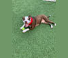 Bufa Tito, an American Pit Bull Terrier and American Staffordshire Terrier mix tested with EmbarkVet.com