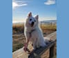 Eva, an American Eskimo Dog tested with EmbarkVet.com