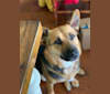 Rosie Jane, a German Shepherd Dog and Chow Chow mix tested with EmbarkVet.com