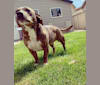 Frog, an American Pit Bull Terrier and Border Collie mix tested with EmbarkVet.com