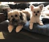 Sai, a Chihuahua and Poodle (Small) mix tested with EmbarkVet.com